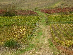 Cliquez pour agrandir la photo : Dans le vignoble Gaillacois.